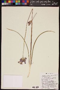 Dichelostemma capitatum image