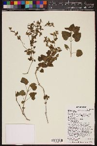 Mirabilis laevis var. villosa image