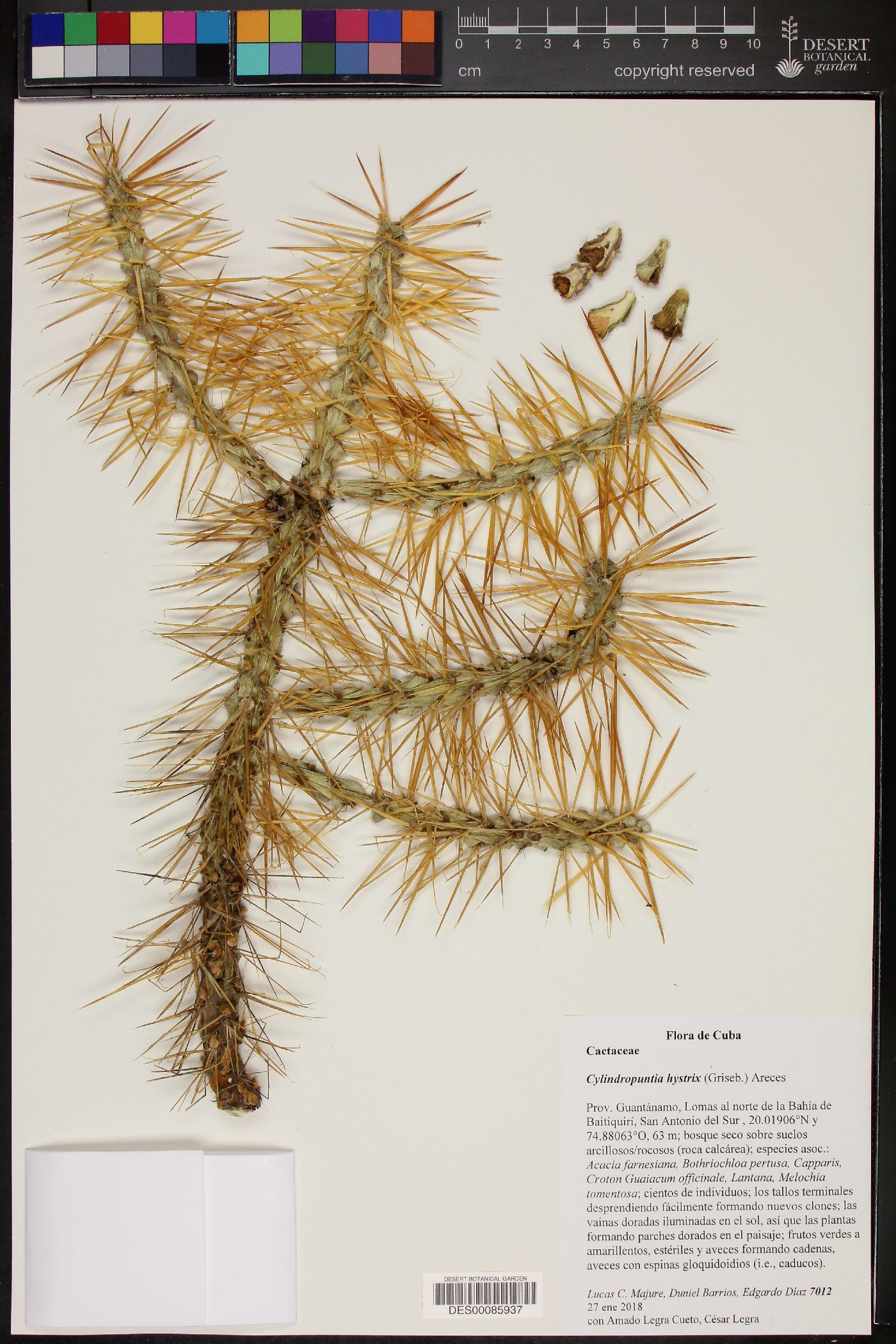 Cylindropuntia hystrix image