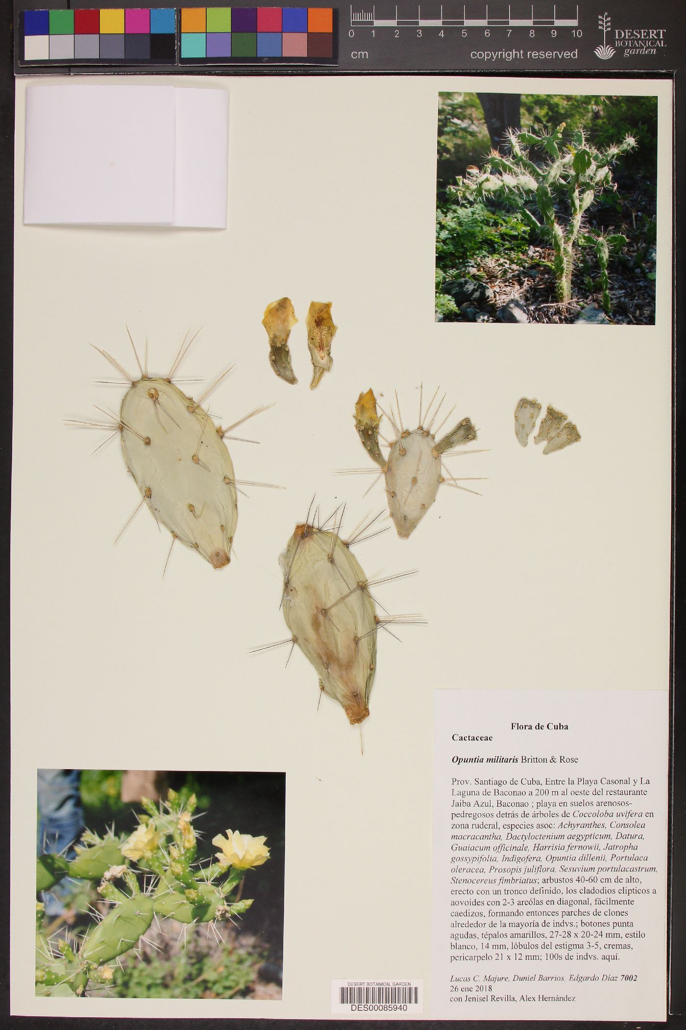 Opuntia triacantha image