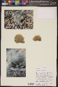 Image of Mammillaria prolifera