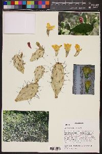 Opuntia triacantha image