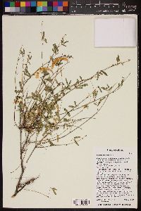 Mimosa laxiflora image