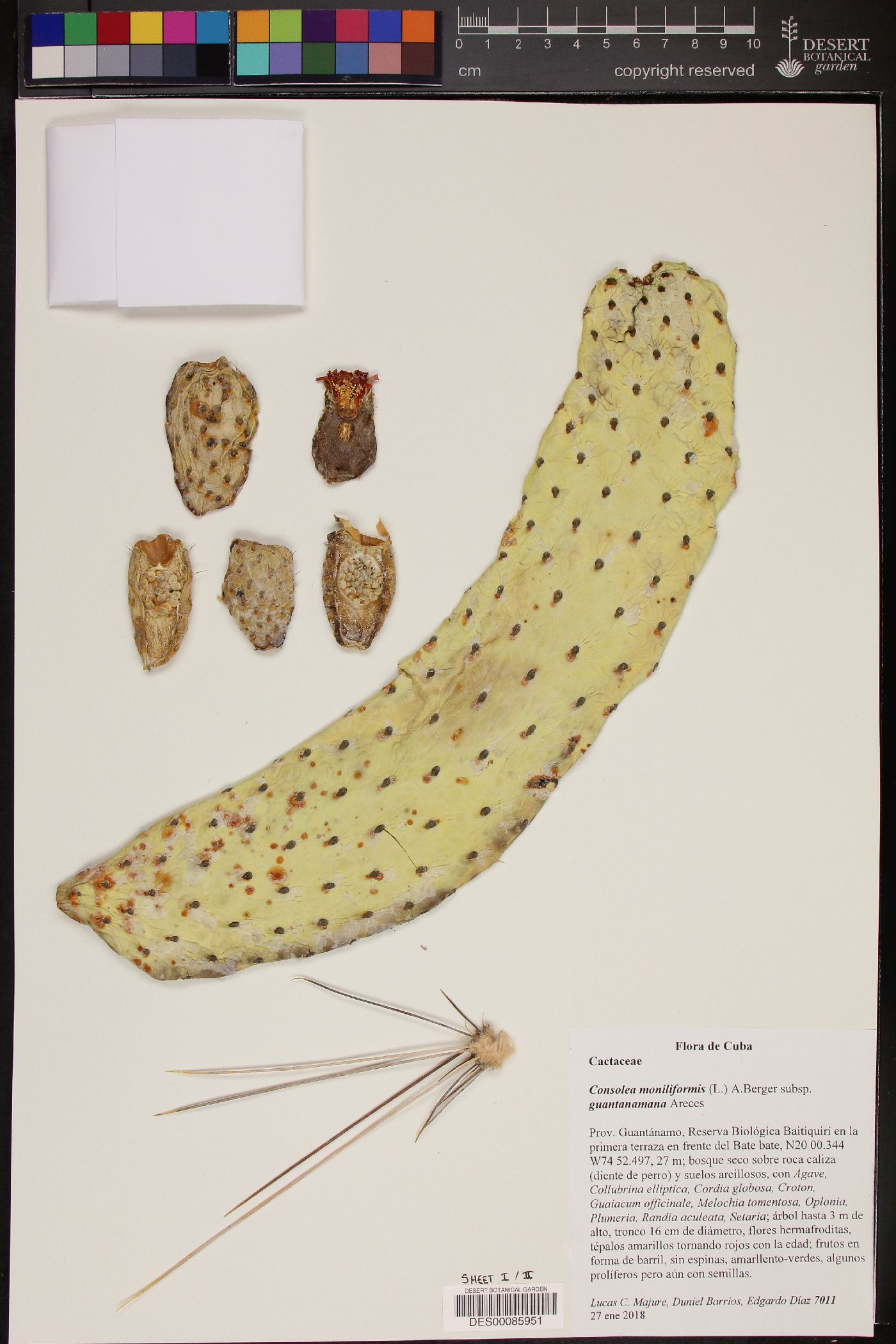 Consolea image