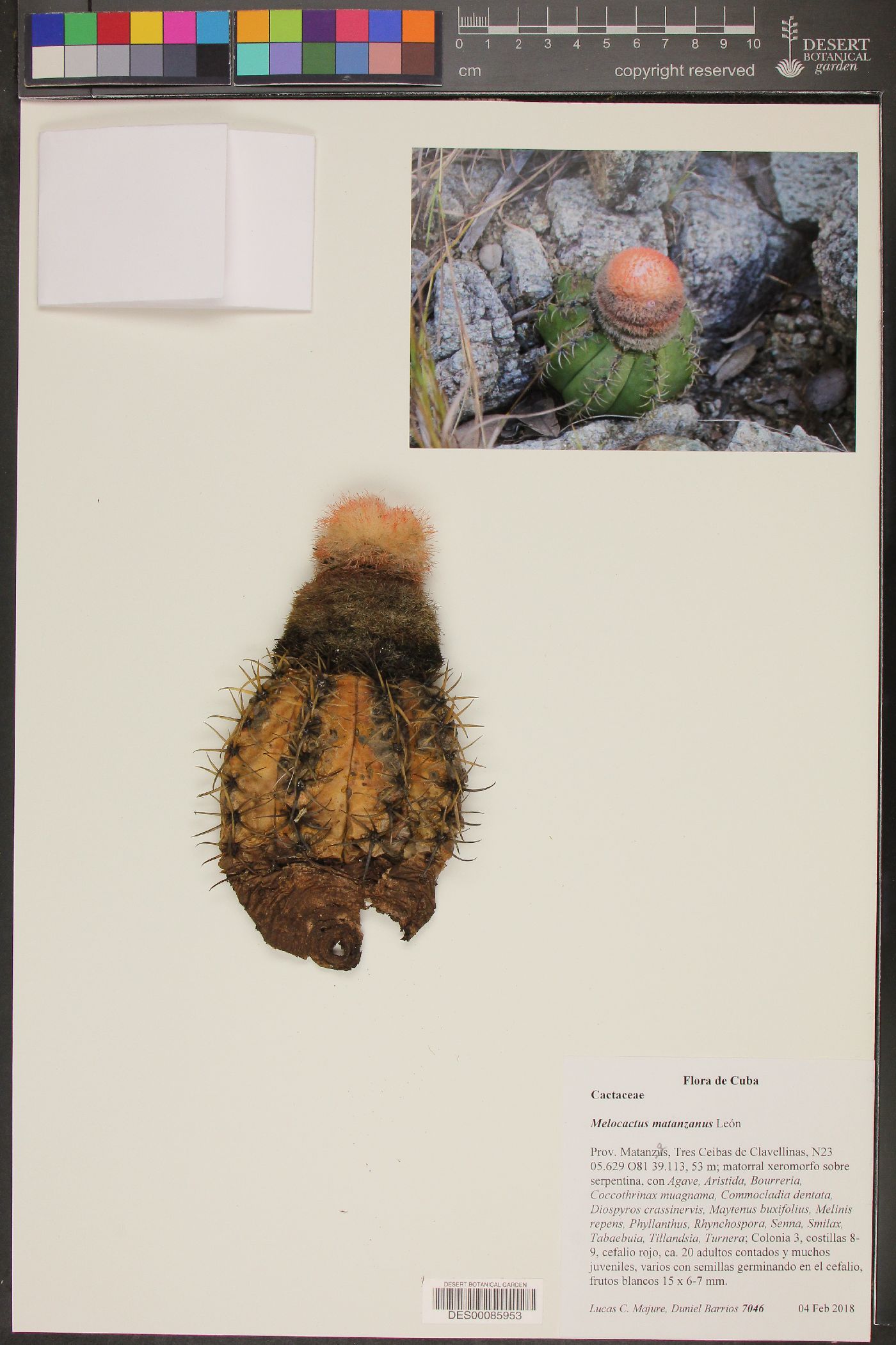 Melocactus matanzanus image