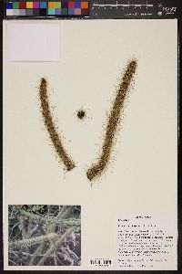 Leptocereus sylvestris image
