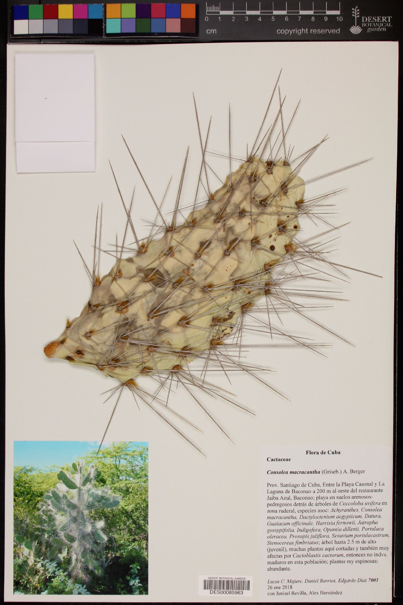 Consolea macracantha image