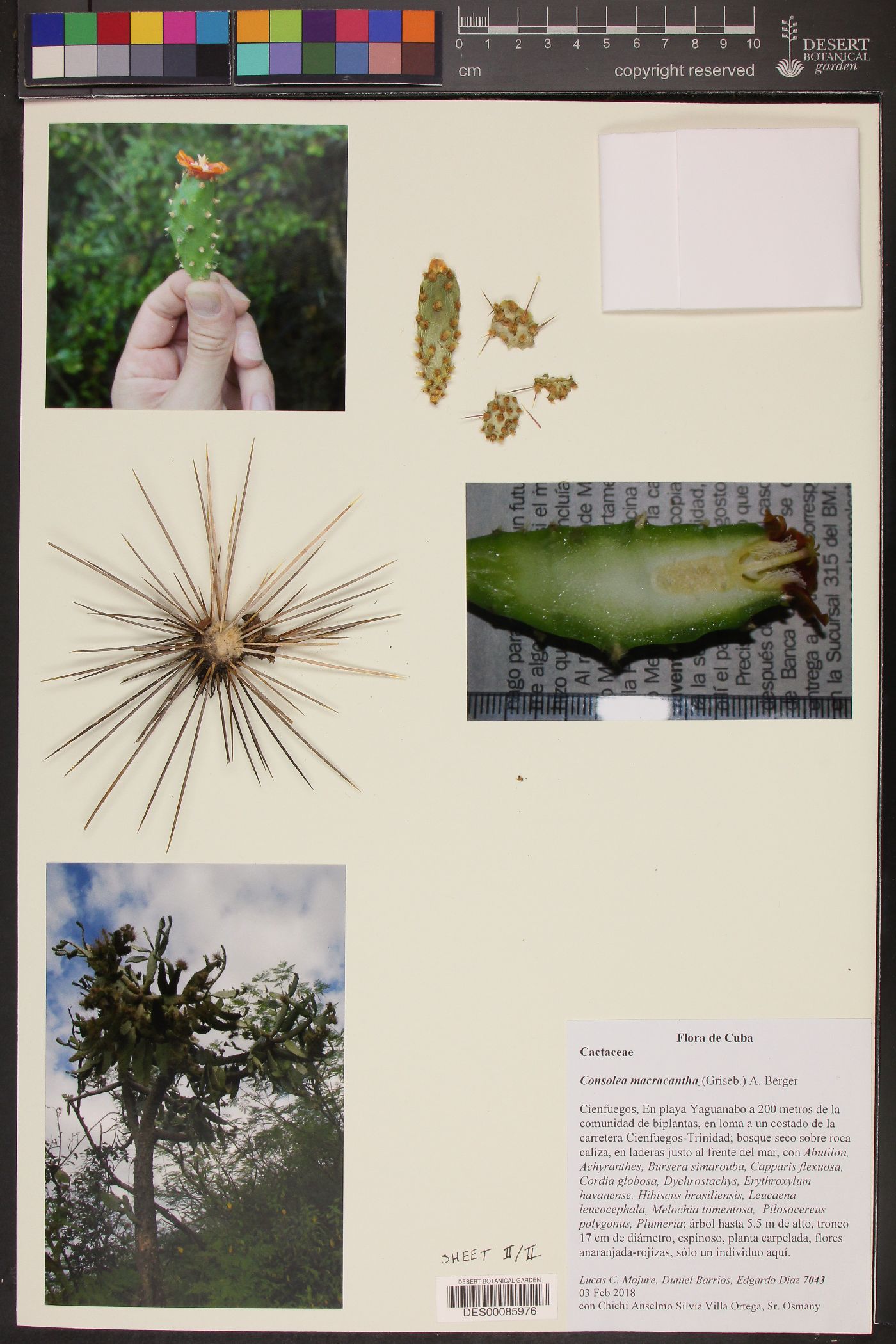 Consolea macracantha image