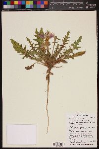 Oenothera primiveris image