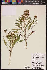 Eremothera boothii image