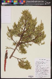 Juniperus deppeana image