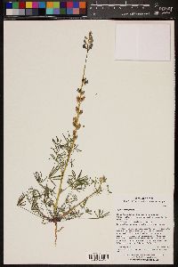 Lupinus sparsiflorus image