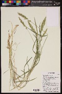 Polypogon viridis image