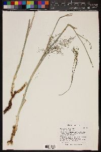 Foeniculum vulgare image