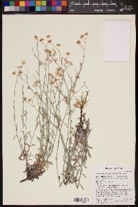Laennecia eriophylla image