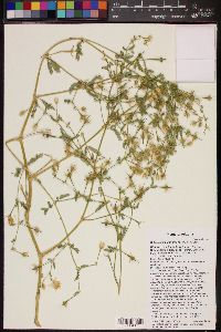 Kallstroemia grandiflora image