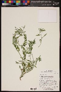 Lepidium lasiocarpum image