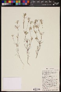 Linanthus bigelovii image