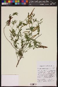 Image of Desmanthus leptophyllus