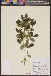 Image of Bourreria succulenta