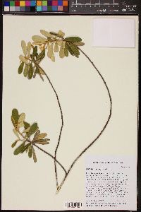 Quadrella domingensis subsp. domingensis image