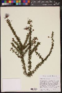 Calliandra haematomma image