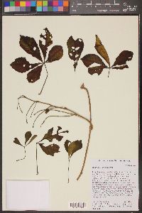 Ipomoea furcyensis image