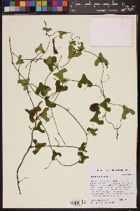 Image of Aristolochia bilobata