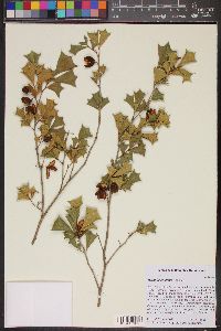 Trichilia aquifolia image