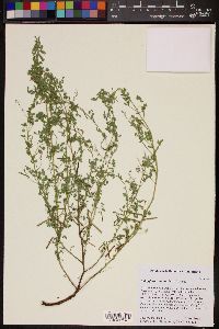 Indigofera colutea image