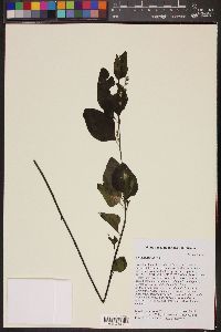 Image of Celosia nitida