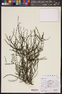 Image of Catesbaea glabra