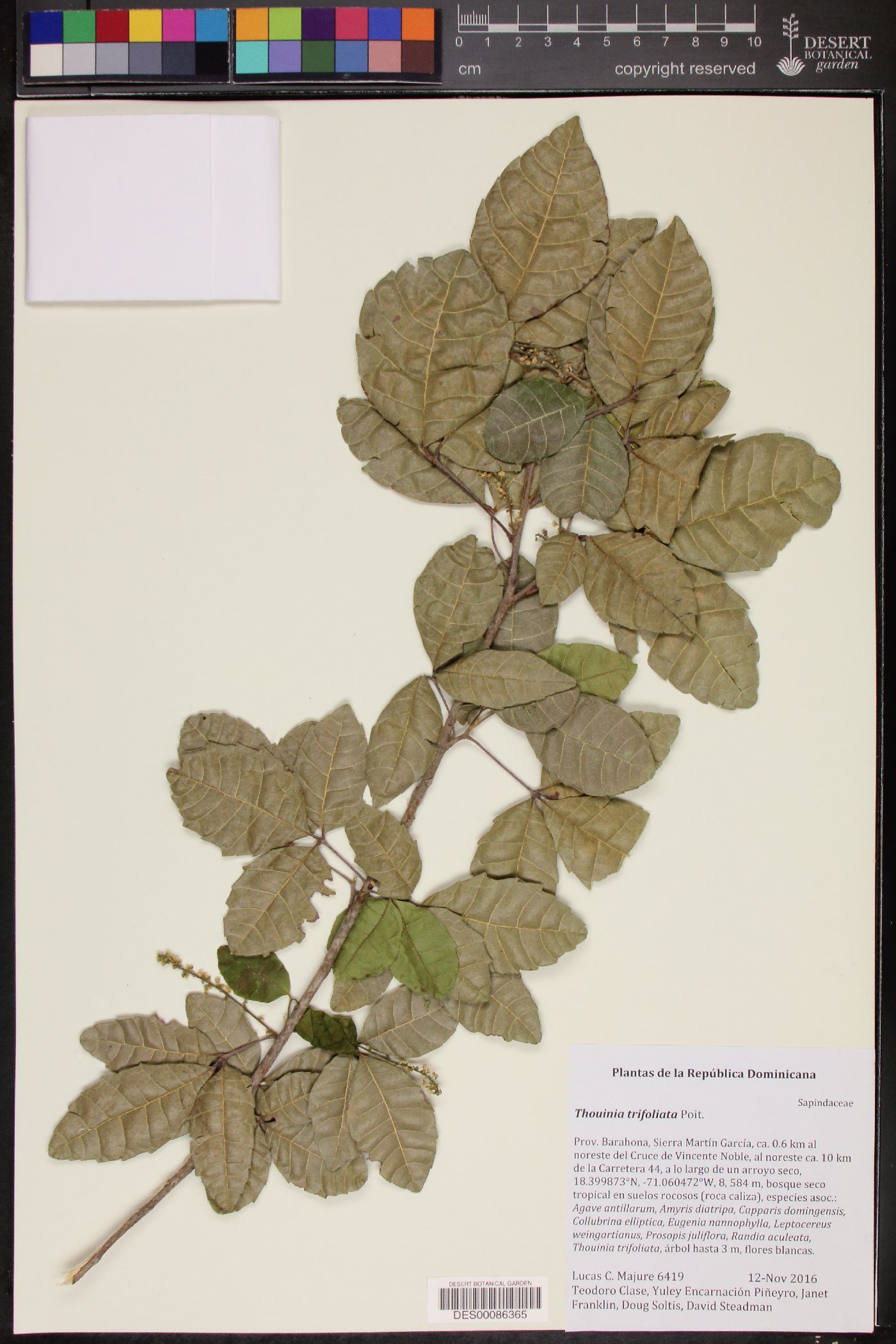 Thouinia trifoliata image