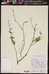 Image of Schaefferia frutescens