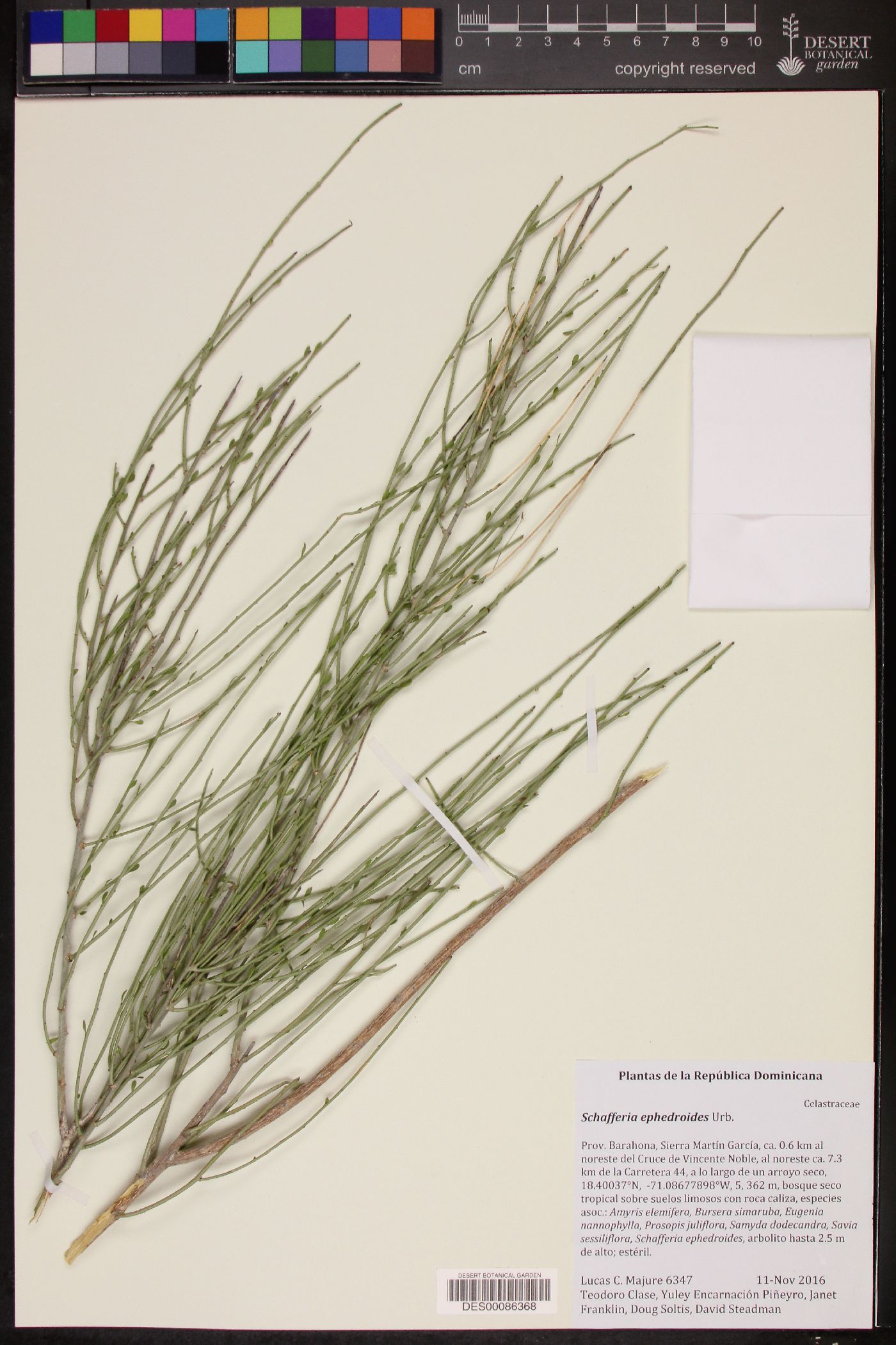 Schaefferia ephedroides image