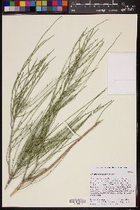 Image of Schaefferia ephedroides