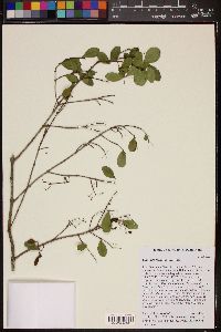 Image of Gyminda latifolia