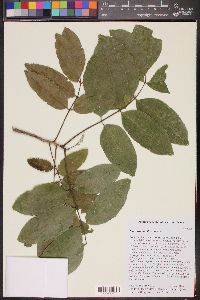 Zanthoxylum flavum image