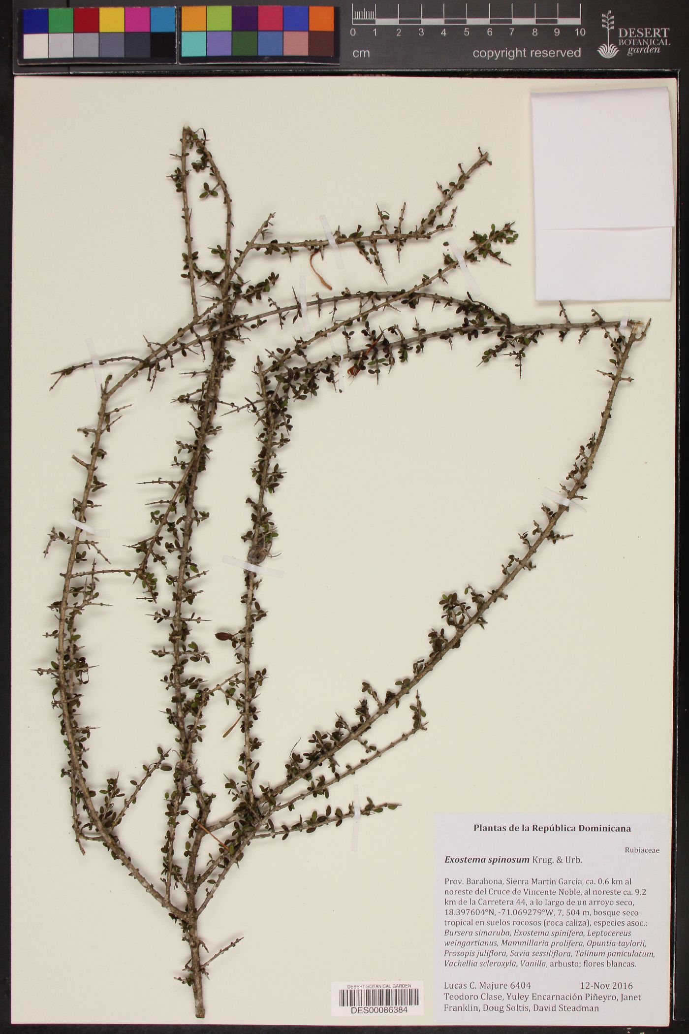 Exostema spinosum image