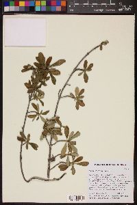 Rondeletia berteroana image