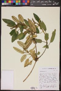 Image of Croton azuensis