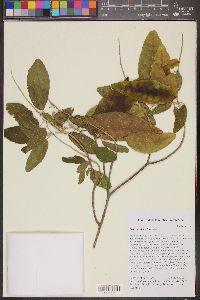 Croton corylifolius image