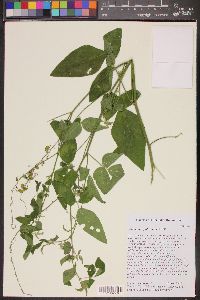 Desmodium glabrum image