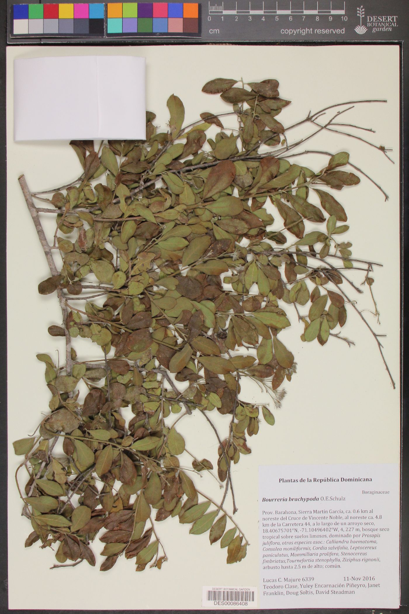 Bourreria brachypoda image