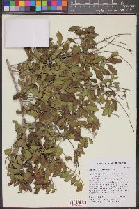 Image of Bourreria brachypoda