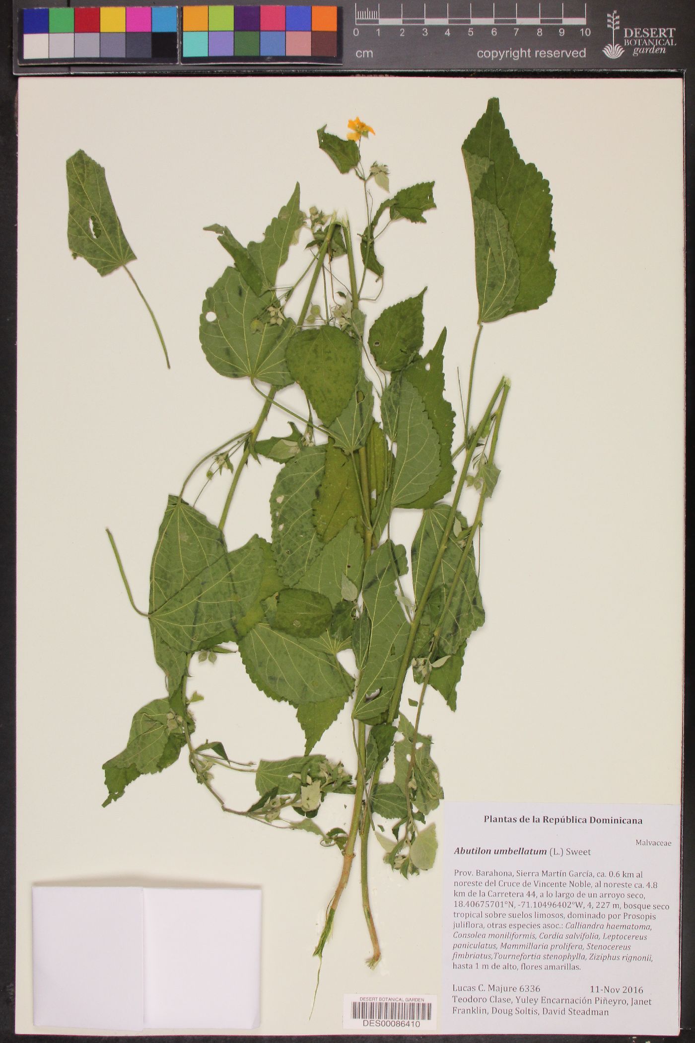Pseudabutilon umbellatum image