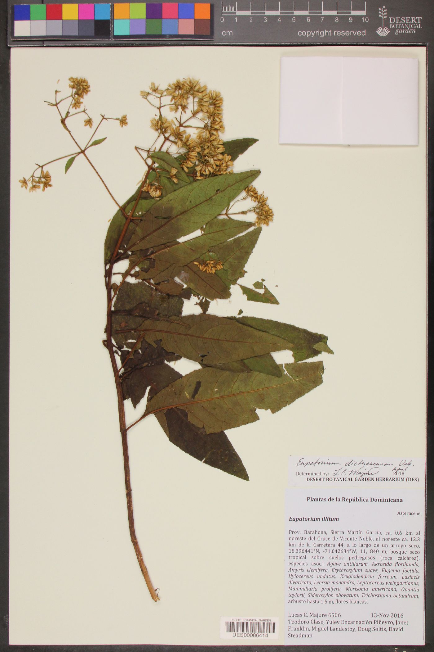 Ageratina dictyoneura image