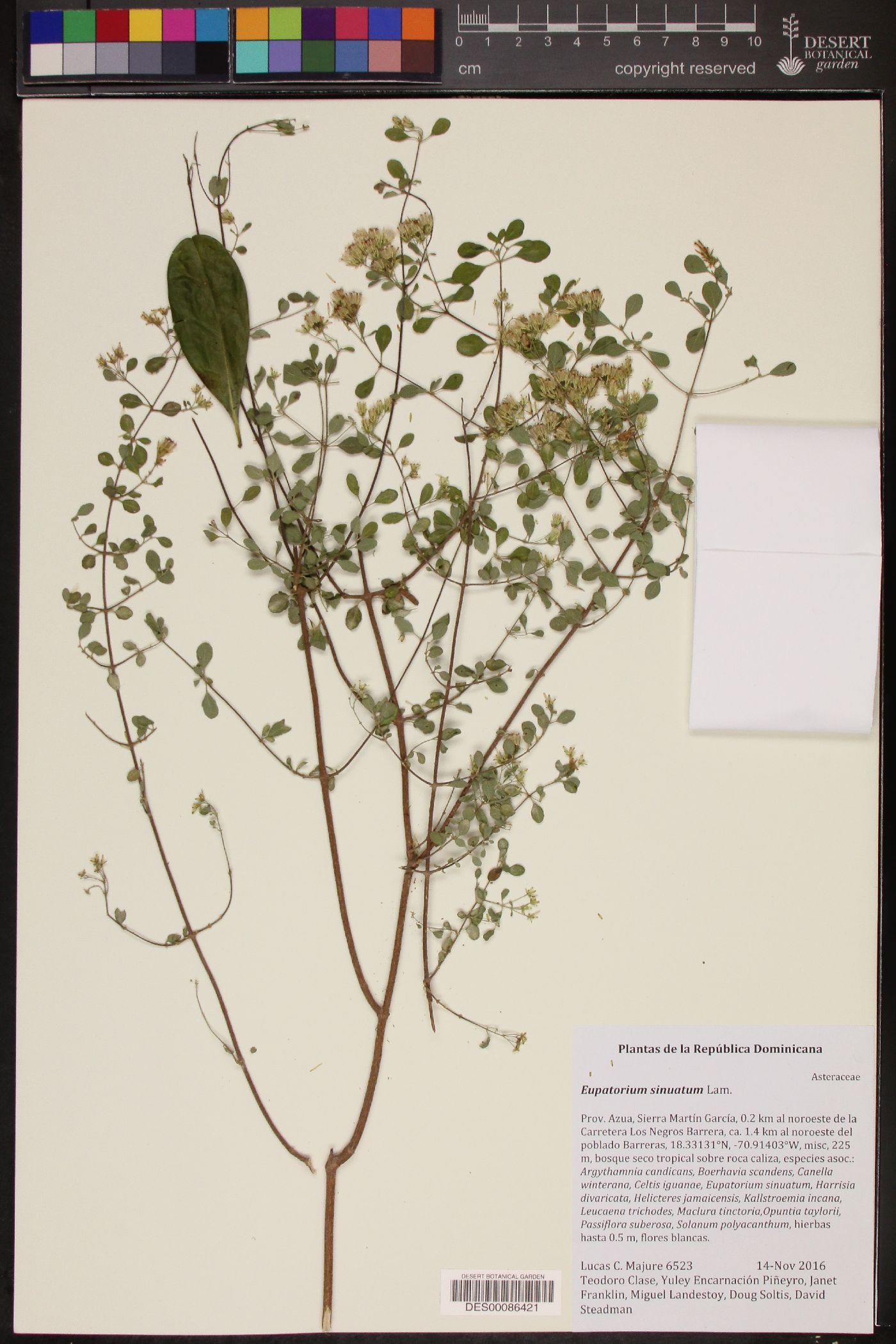 Eupatorium sinuatum image