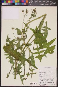 Sonchus oleraceus image