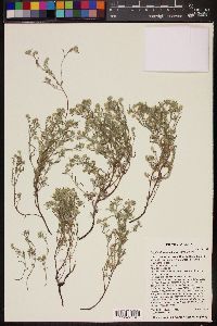 Johnstonella angustifolia image